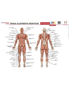 Tavole illustrative didattiche. Anatomia: i muscoli