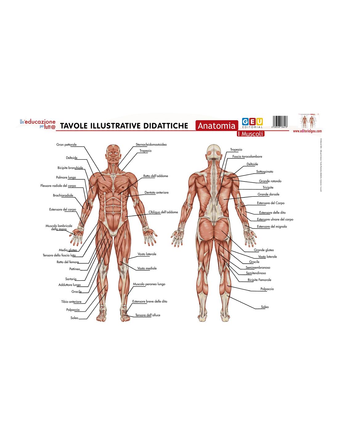 Tavola illustrativa Per Imparare i Muscoli del Corpo Umano